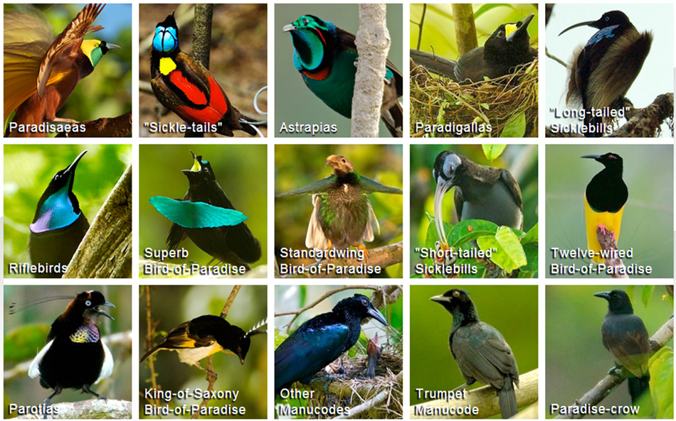 cornell_birds_of_paradise