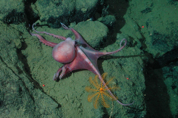 deepsea-octopus