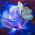 Profile picture of papillon rose