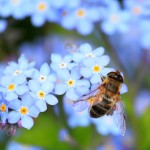 forget-me-not-257176_1920