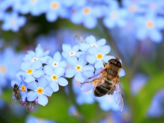 forget-me-not-257176_1920