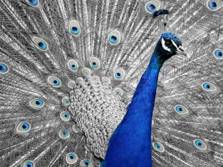peacock-1676635_1920