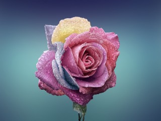 rose-729509_1920