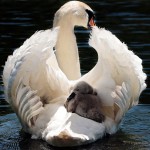 swan-2350668_1920