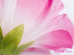malve6255608_152