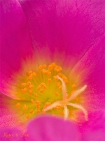 mittagsblume8146398_152