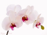 orchidee5352_152