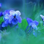 258800_fiolki_wonne_niebieskie_kwiaty