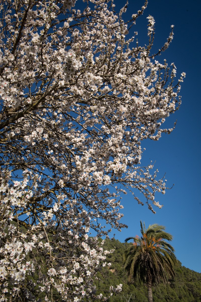 vi1_3619-2