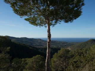 VI1_3621-2