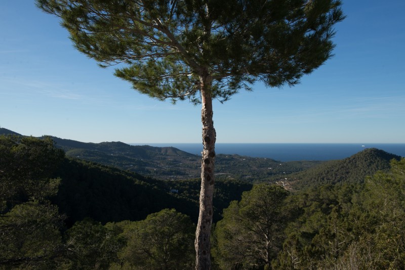 vi1_3621-2