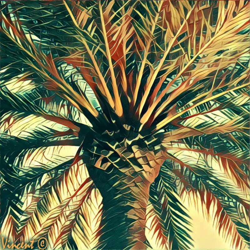 palmera