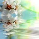 5986675-belle-fiori-con-la-riflessione-di-acqua-archivio-fotografico