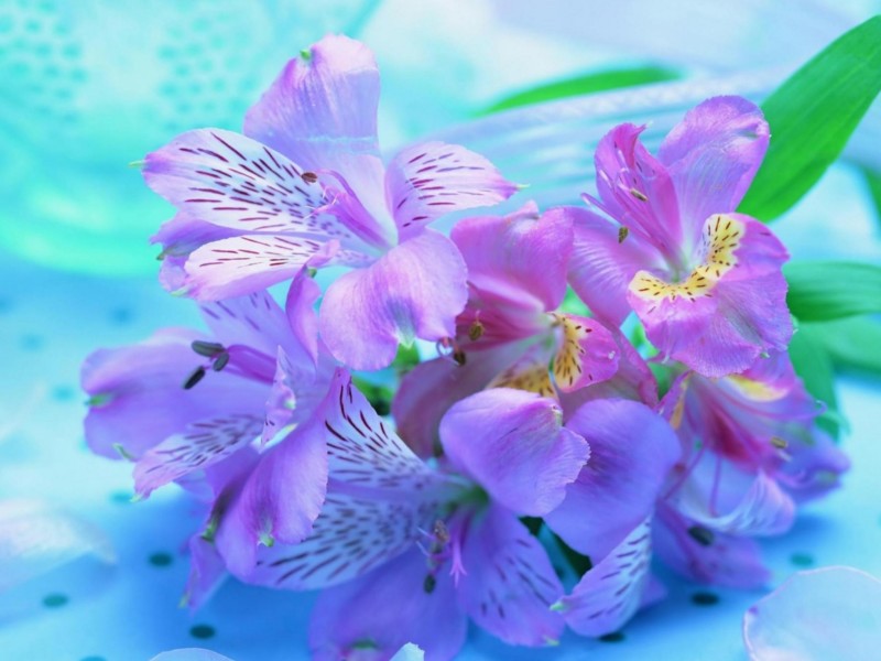 purple-flower-1152x864