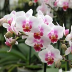 orchidea-phalaenopsis-brother-pico-sweetharth-1