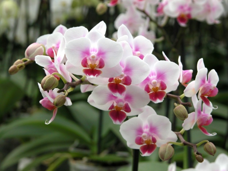 orchidea-phalaenopsis-brother-pico-sweetharth-1