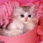 pinky_cute_kitten