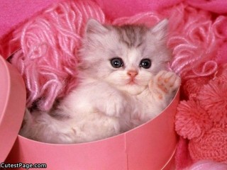 Pinky_Cute_Kitten