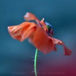 coquelicot-2