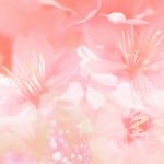 roze-achtergronden-roze-wallpapers-roze-achtergrond-hd-24