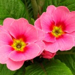 primula