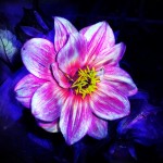 magical_flower_by_imlissy