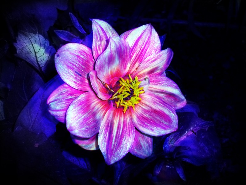 magical_flower_by_imlissy