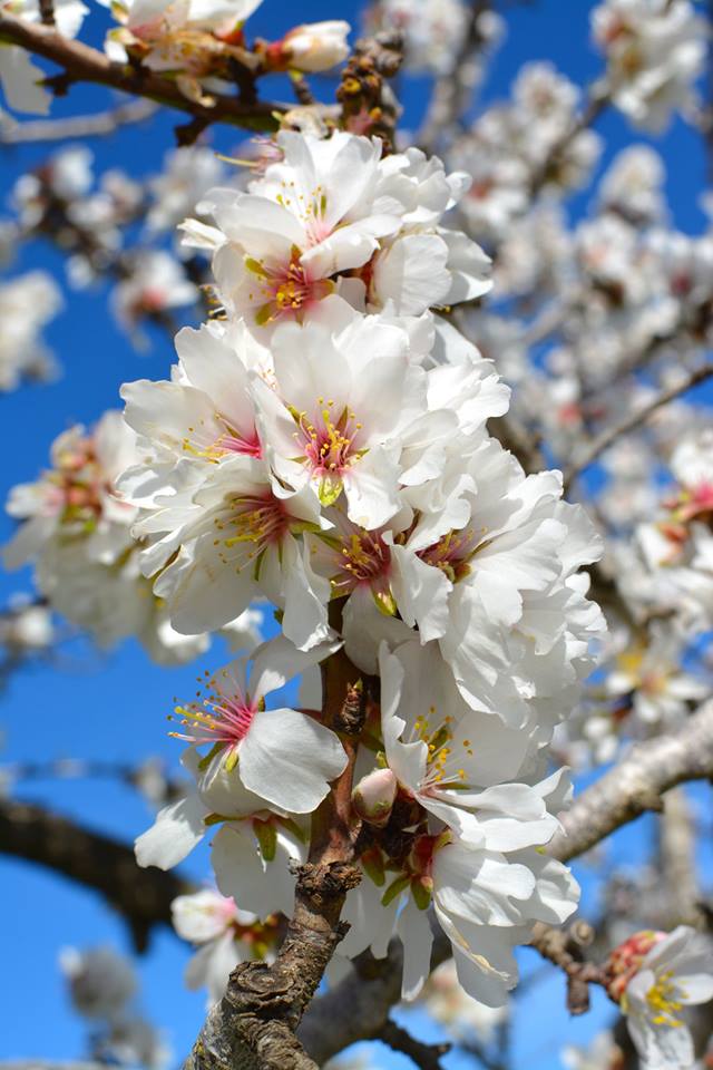 16508090_580038105536678_5410315596417677026_n