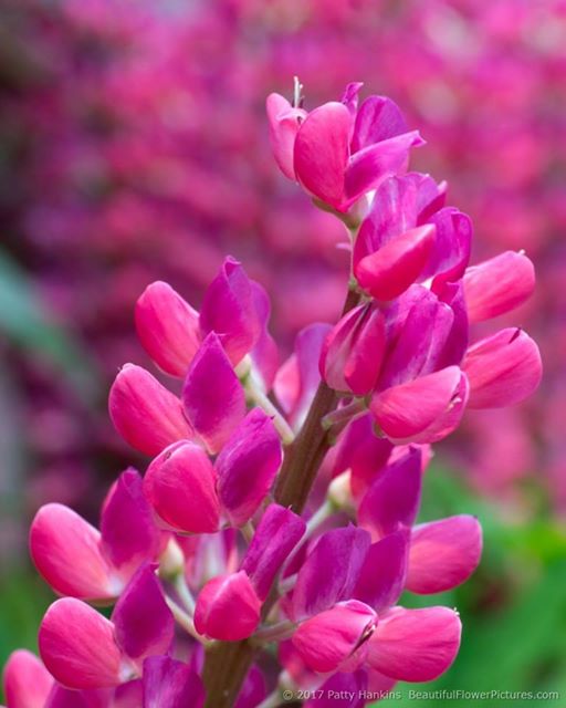 983935_10154217197912294_1412886761903242545_n