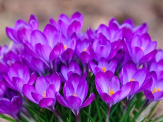 Nature___Flowers_Beautiful_bouquet_of_flowers_saffron_066214_