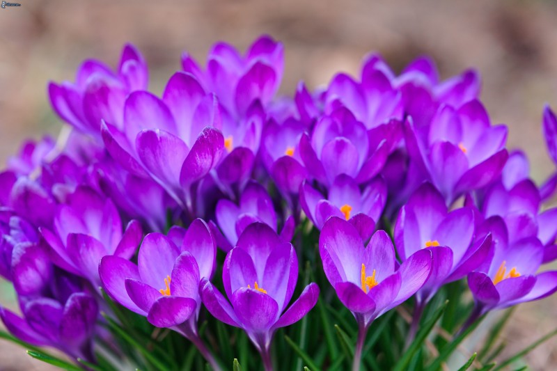 nature___flowers_beautiful_bouquet_of_flowers_saffron_066214_