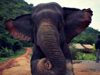 Asian Elephant