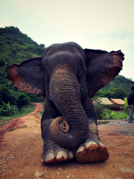 asian-elephant