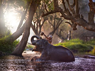 Elephant Bath