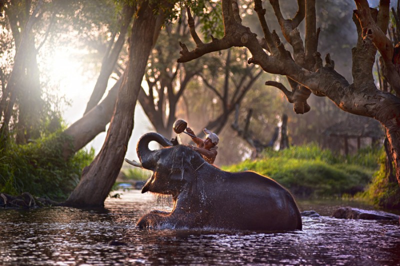 elephant-bath