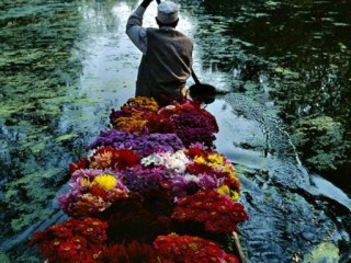Marchand de fleurs aquatiques