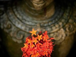 Orange Buddah Flower