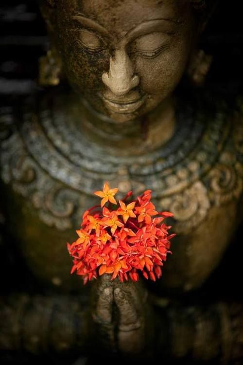 orange-buddah-flower