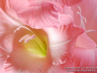 2447_2007-0102-pink-flower