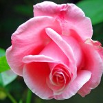 pinkie_rose