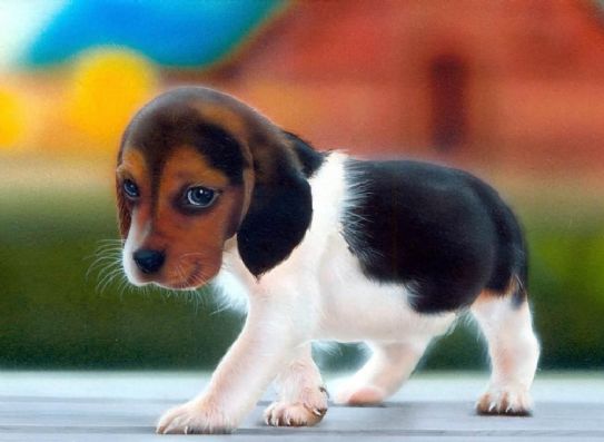 cucciolo