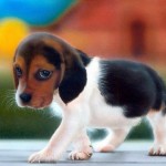 cucciolo-copia