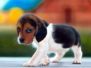 cucciolo - Copia