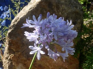 Agapanthus