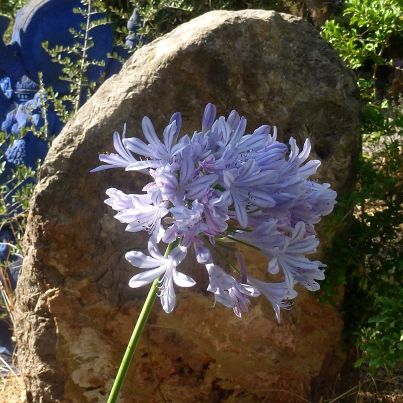 agapanthus