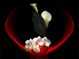 DIANE603_080106