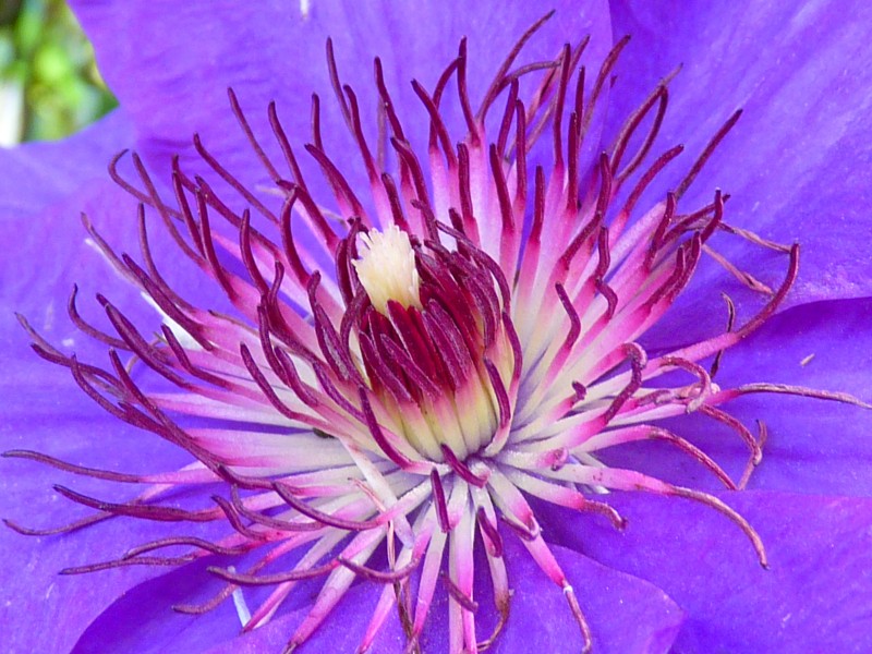 clematis-7651