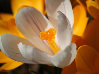 crocus-280949