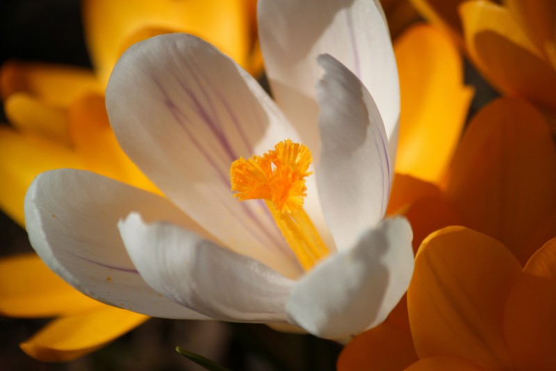 crocus-280949