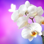 orchid-1259019
